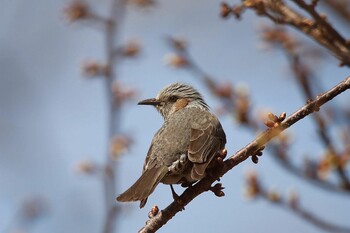 Brown-eared Bulbul 淀水路 Sun, 2/20/2022