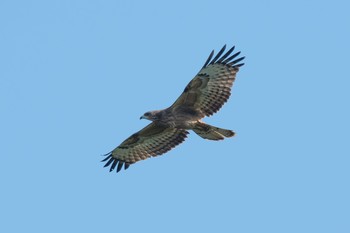 Crested Honey Buzzard 神奈川県 Wed, 9/13/2017