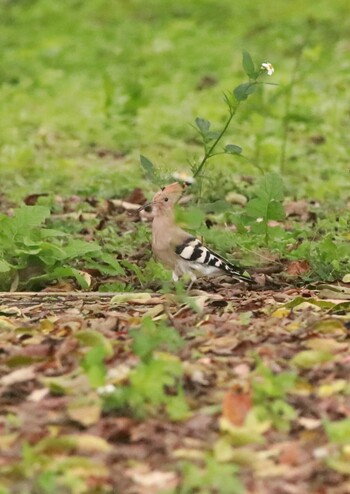 2022年2月20日(日) 沖縄県南部の野鳥観察記録