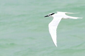 Black-naped Tern Unknown Spots Sun, 7/25/2021