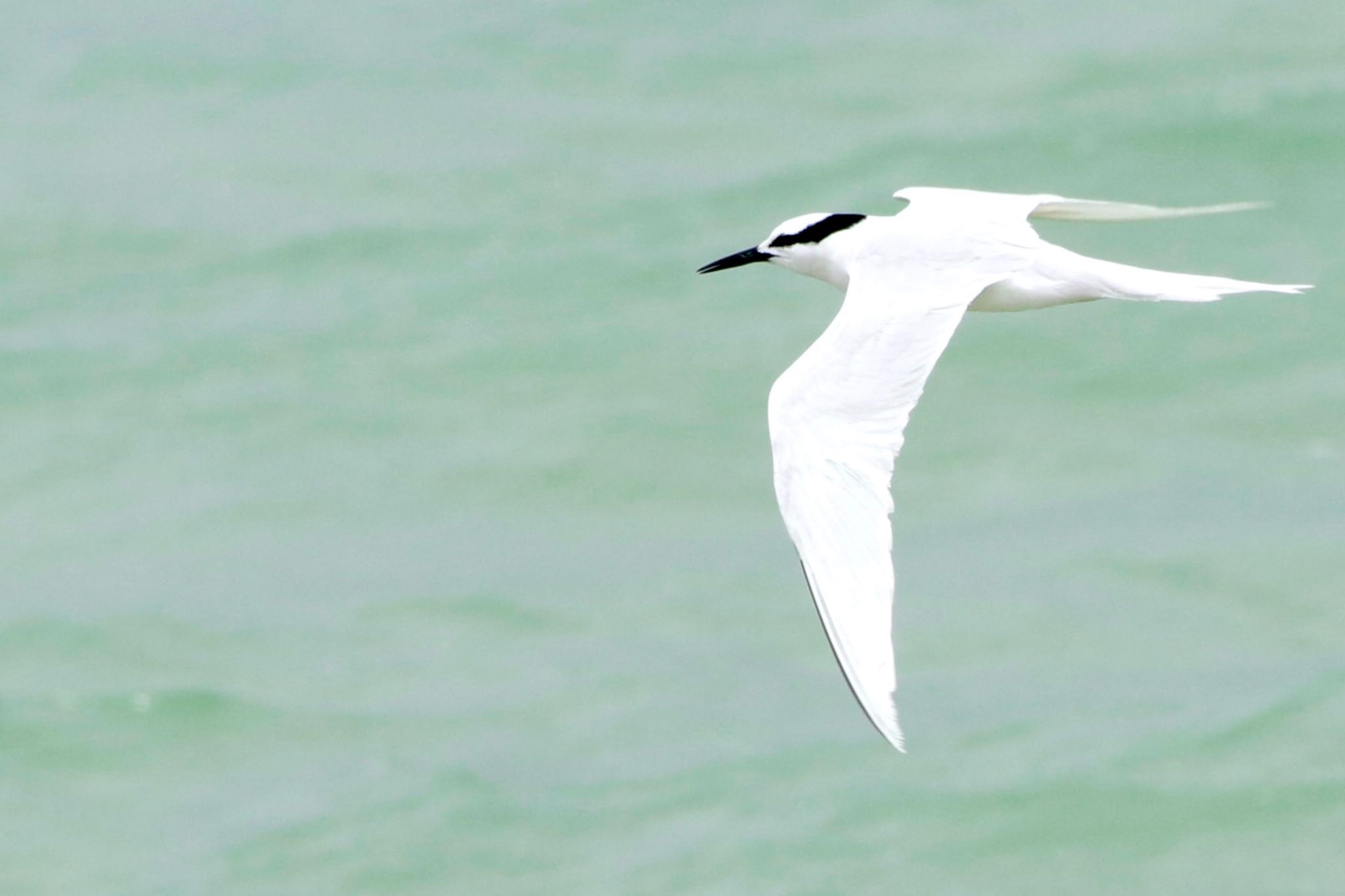 Photo of Black-naped Tern at  by まみっち
