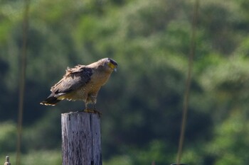 Crested Serpent Eagle Ishigaki Island Wed, 4/7/2021