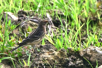 ムネアカタヒバリ 場所が不明 2021年4月6日(火)