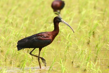 Glossy Ibis Unknown Spots Wed, 4/7/2021