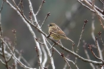 Masked Bunting 猪野川 Sun, 2/20/2022