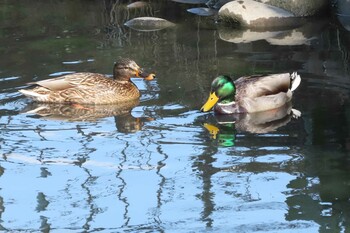 マガモ 木曽川町 2022年2月20日(日)