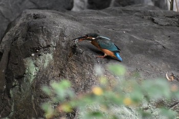 Common Kingfisher Unknown Spots Fri, 9/15/2017