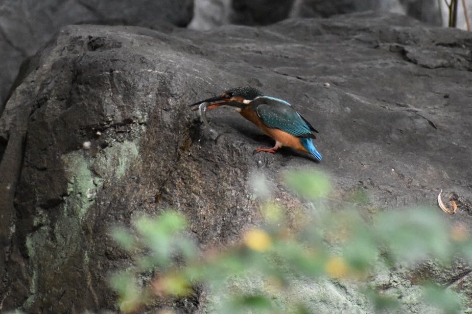 Photo of Common Kingfisher at  by ヨウコ