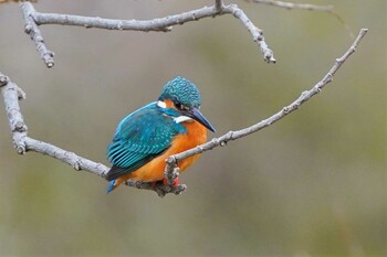 カワセミ 琵琶湖近辺 2022年2月19日(土)