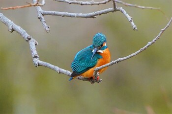 カワセミ 琵琶湖近辺 2022年2月19日(土)