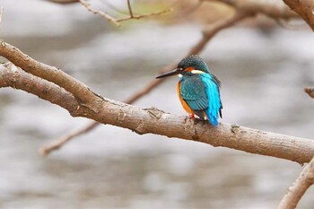 カワセミ 琵琶湖近辺 2022年2月19日(土)