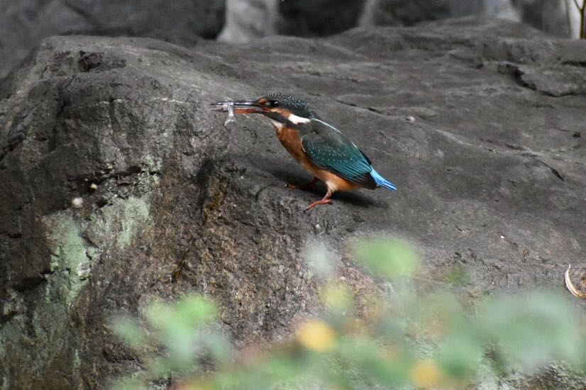 Photo of Common Kingfisher at  by ヨウコ