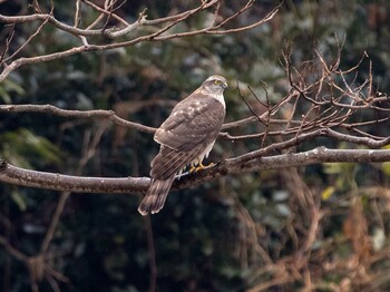 ハイタカ 葛西臨海公園 2022年2月20日(日)