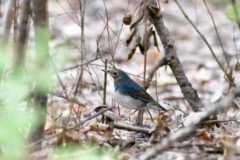 Siberian Blue Robin Unknown Spots Fri, 9/15/2017