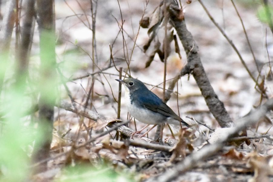 Photo of Siberian Blue Robin at  by ヨウコ
