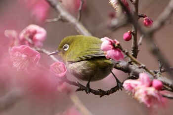 メジロ 新宿御苑 2022年2月20日(日)