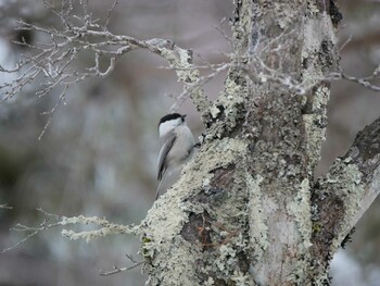 Willow Tit 岡谷林道 Sat, 2/19/2022