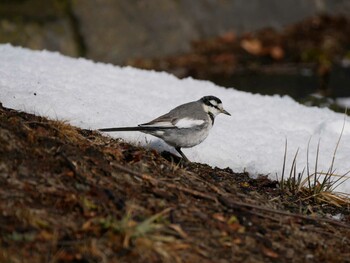 White Wagtail Suwako Lake Sun, 2/20/2022