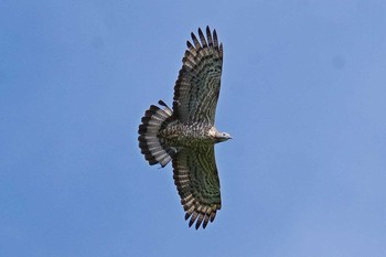 Crested Honey Buzzard Unknown Spots Fri, 9/15/2017