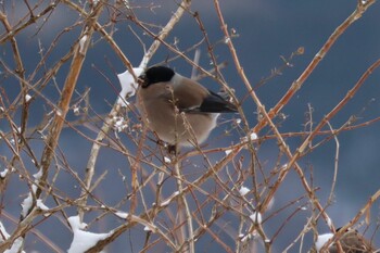 2022年2月14日(月) 雪の丹沢大山の野鳥観察記録