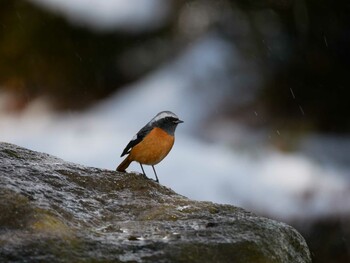 Daurian Redstart Suwako Lake Sun, 2/20/2022