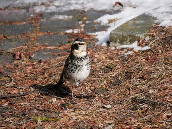 Dusky Thrush Suwako Lake Sun, 2/20/2022