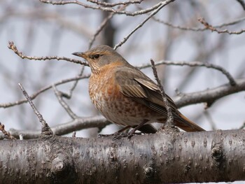 2022年2月20日(日) 大阪城公園の野鳥観察記録