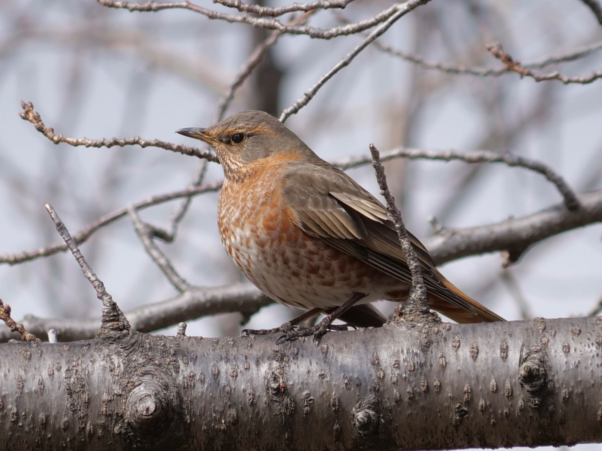 Photo of Naumann's Thrush at Osaka castle park by コゲラ