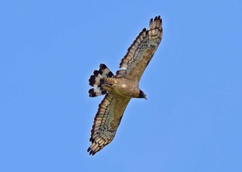 Crested Honey Buzzard 長野県 Fri, 9/15/2017