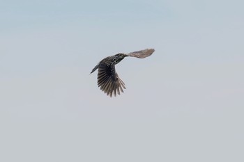 Spotted Nutcracker Shirakaba-touge Fri, 9/15/2017