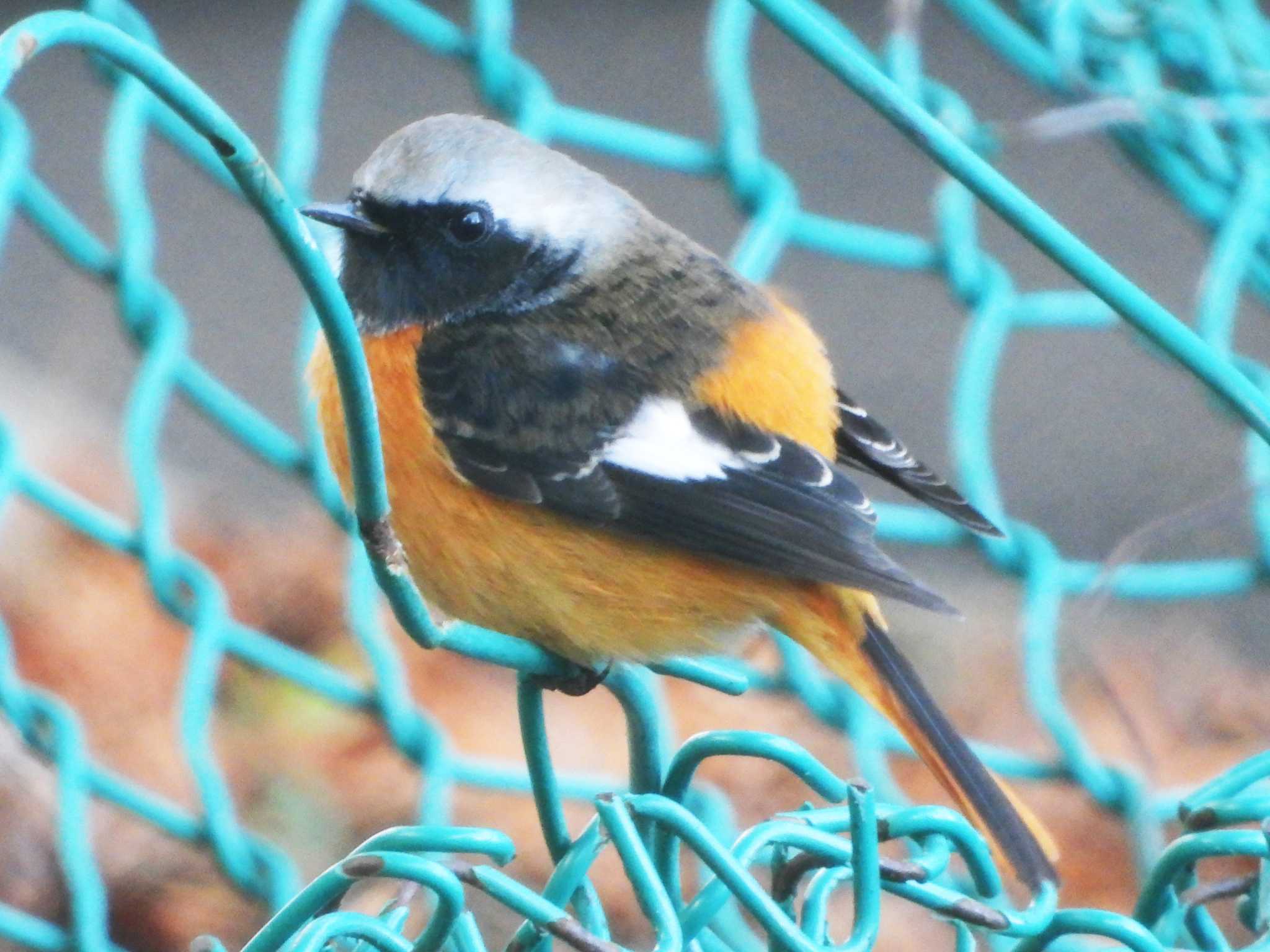 Photo of Daurian Redstart at 仙台市 by ぴーさん