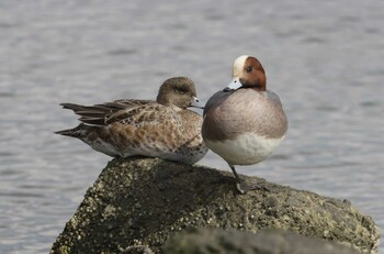 Eurasian Wigeon 紀ノ川 Sun, 2/20/2022