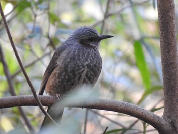 Brown-eared Bulbul Kyoto Gyoen Sun, 2/20/2022