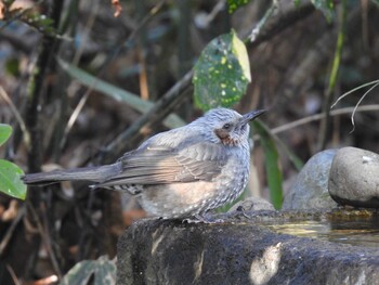 Brown-eared Bulbul Kyoto Gyoen Sun, 2/20/2022