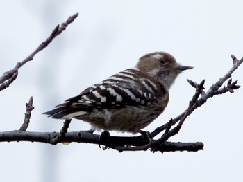 Japanese Pygmy Woodpecker Mitsuike Park Sun, 2/20/2022