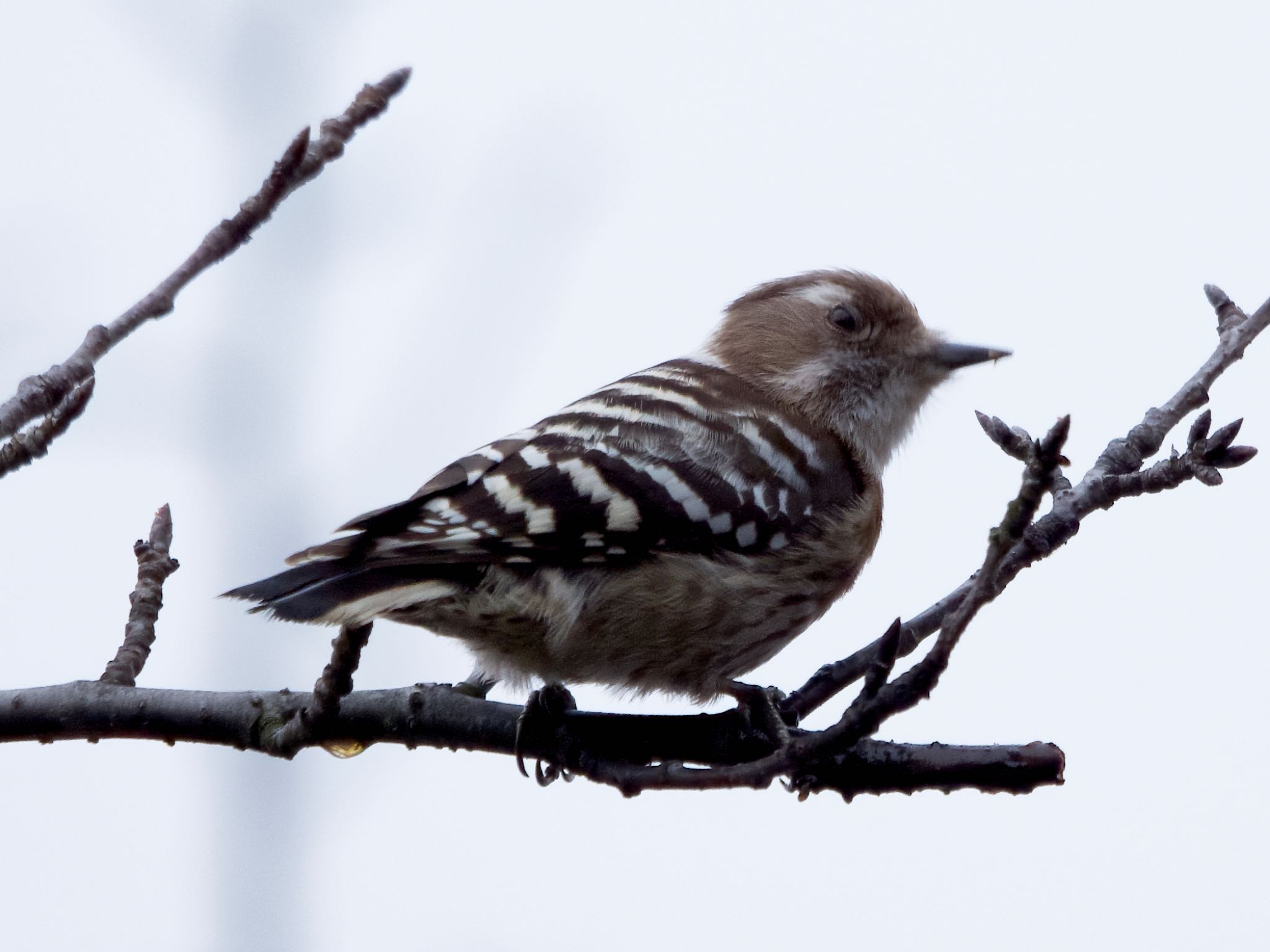 Japanese Pygmy Woodpecker