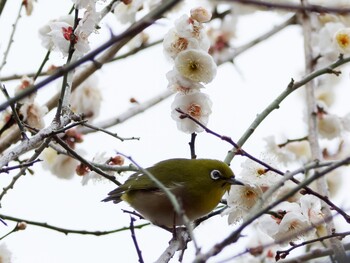 Warbling White-eye Mitsuike Park Sun, 2/20/2022