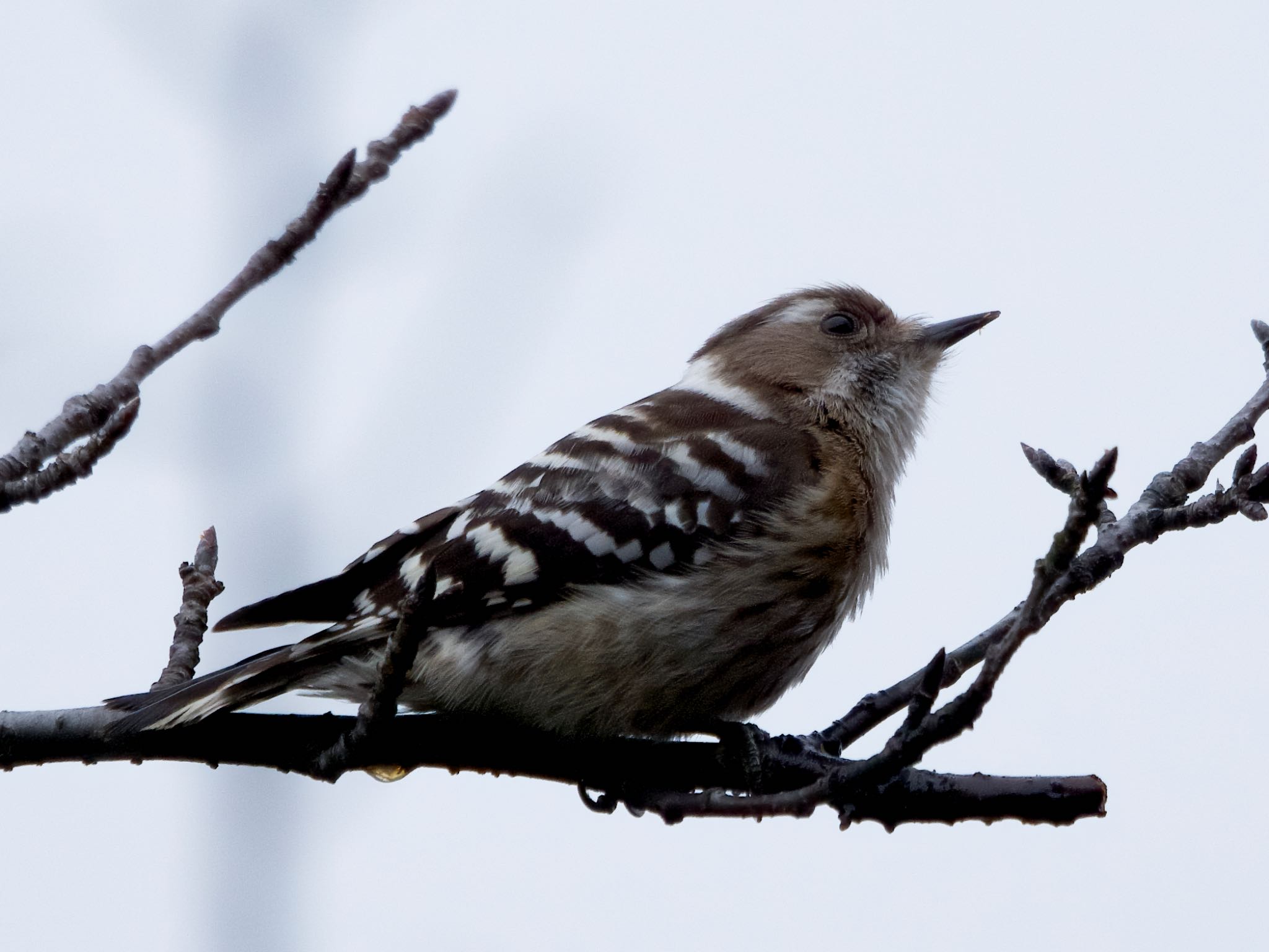 Japanese Pygmy Woodpecker