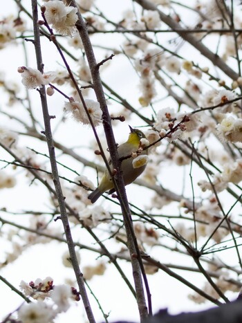 Warbling White-eye Mitsuike Park Sun, 2/20/2022