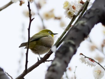 Warbling White-eye Mitsuike Park Sun, 2/20/2022