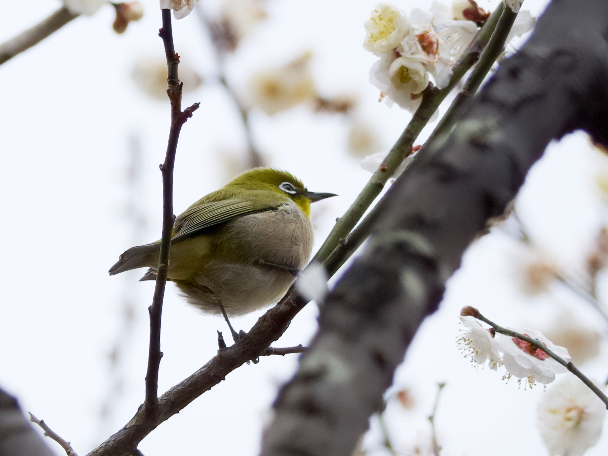 Warbling White-eye