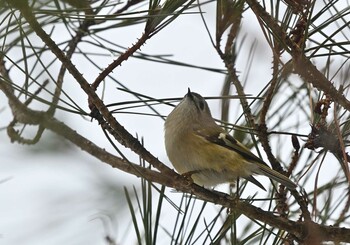 2022年2月20日(日) 山中湖の野鳥観察記録