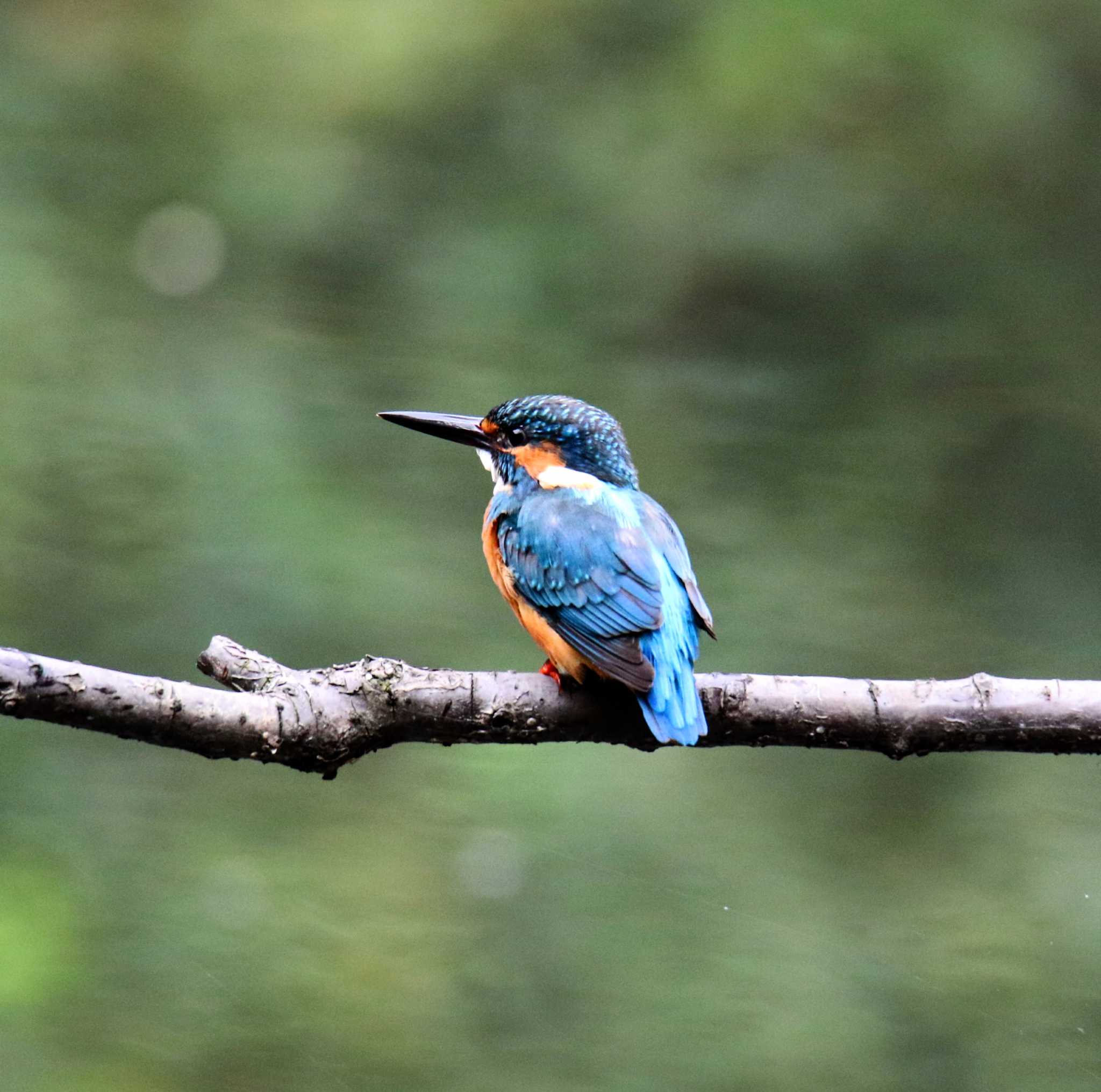 Photo of Common Kingfisher at 東京都 by はやぶさくん