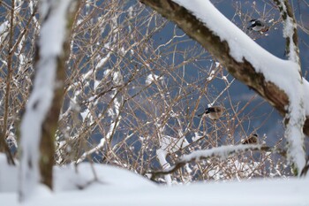 未同定 雪の丹沢大山 2022年2月14日(月)