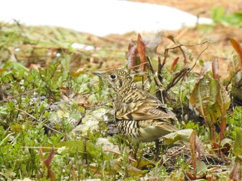 トラツグミ 養老公園 2022年2月20日(日)