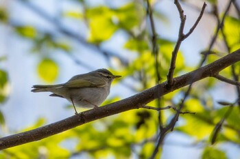 Arctic Warbler 前田森林公園(札幌市) Thu, 5/6/2021