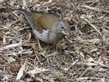 シロハラ 秋ヶ瀬公園(野鳥の森) 2022年2月20日(日)