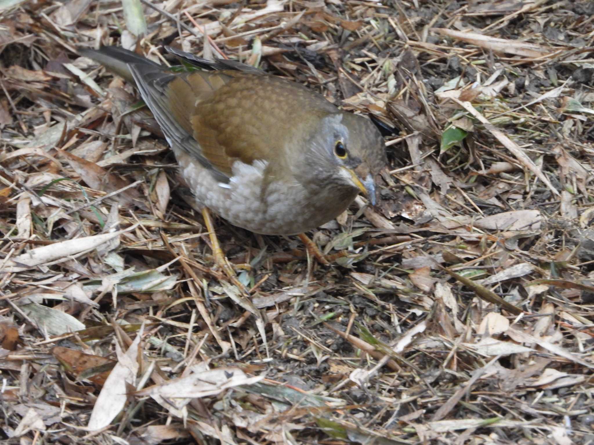 秋ヶ瀬公園(野鳥の森) シロハラの写真 by UTAKAZU自然観察日記