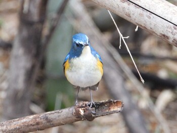 ルリビタキ 秋ヶ瀬公園(野鳥の森) 2022年2月20日(日)