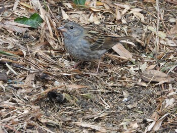 クロジ 秋ヶ瀬公園(野鳥の森) 2022年2月20日(日)